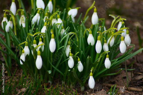 Nature photography white snowdrop flowers. Flowers with white buds on a landscape meadow