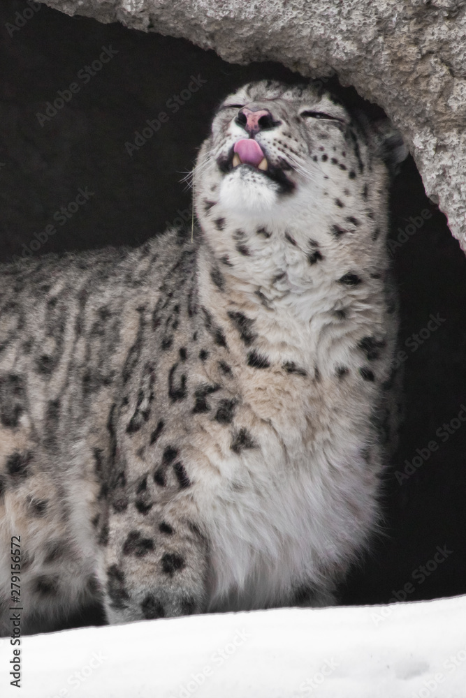 Fototapeta premium Snow leopard in a dark mountain cave covered with snow