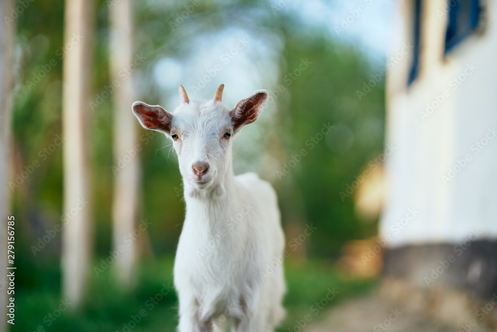 Obraz premium goat on the meadow