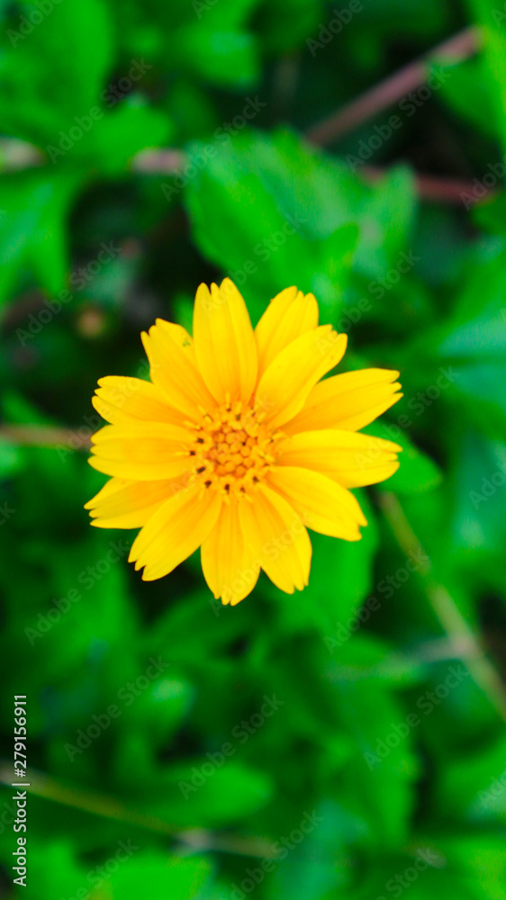 yellow cosmos or Cosmos sulphureus, sulfur cosmos yellow cosmos or Cosmos sulphureus, sulfur cosmos