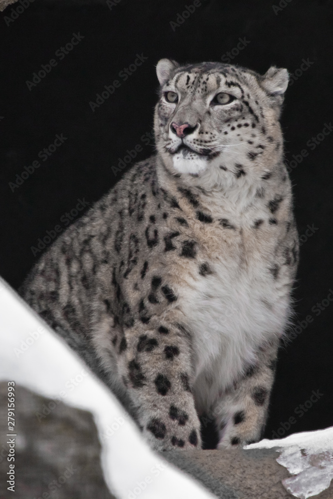 Naklejka premium Snow leopard in a dark mountain cave with snow, wild beast pride