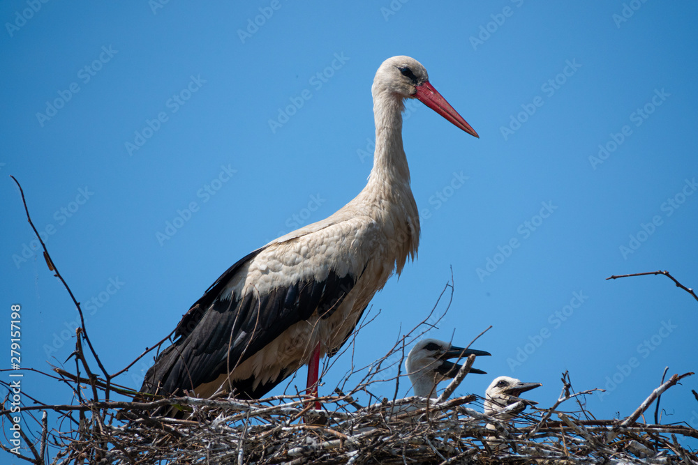 Fototapeta premium family of white storks in the nest