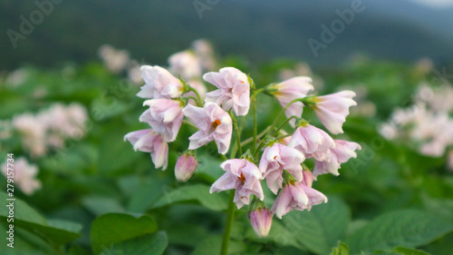 Wallpaper Mural the potato flowers are white, blurred background the garden of the natural growing conditions At Phop Phra District, Tak Province, Thailand is the source of potato planting for export. Torontodigital.ca