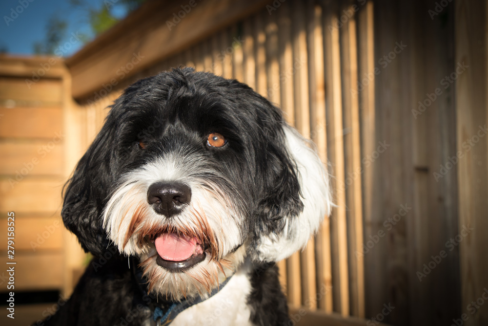 portrait of a Portuguese Water dog