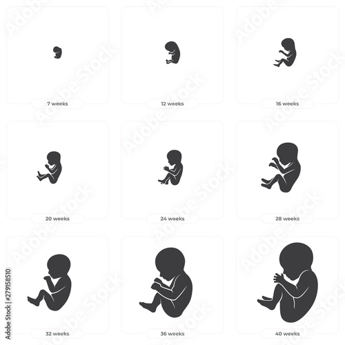 Vector black silhouette fetal development in 40 weeks. Isolated on white background.