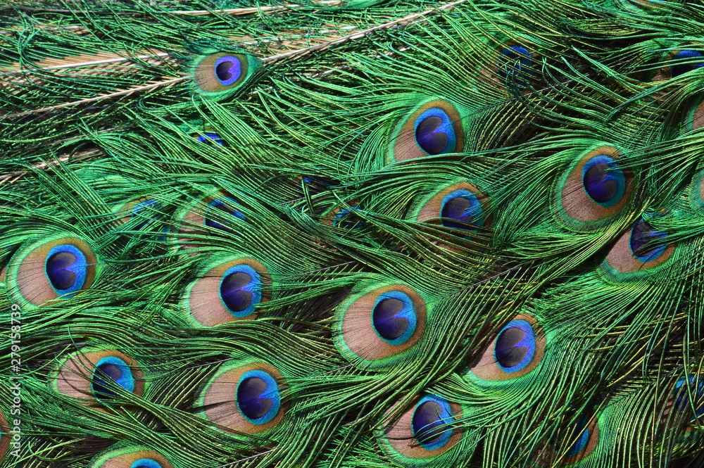 Obraz premium peacock with feathers