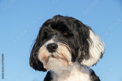 dog in front of blue sky background 