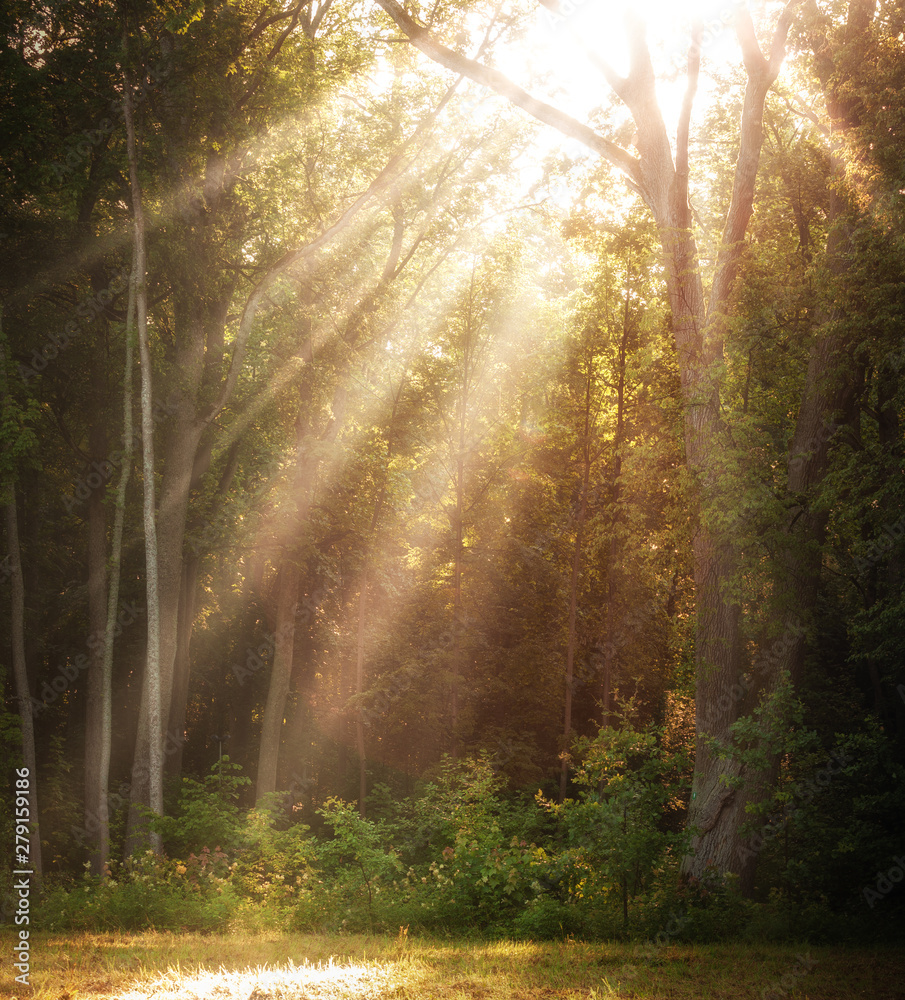 Obraz premium SUN RAYS