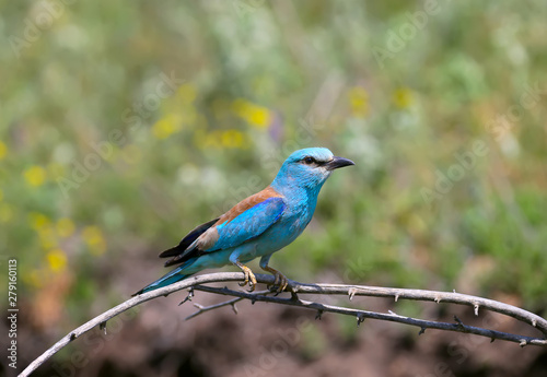 Close-up and vivid photos of the European roller (Coracias garrulus) are sitting on a branch on a beautiful blurred background. Bright colors and detailed pictures © VOLODYMYR KUCHERENKO