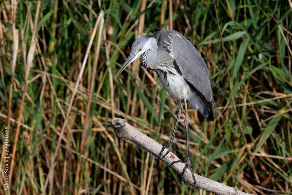 Naklejka premium A young gray heron (Ardea cinerea) stands on a log by the river and looks out for prey. Close-up and detailed photo