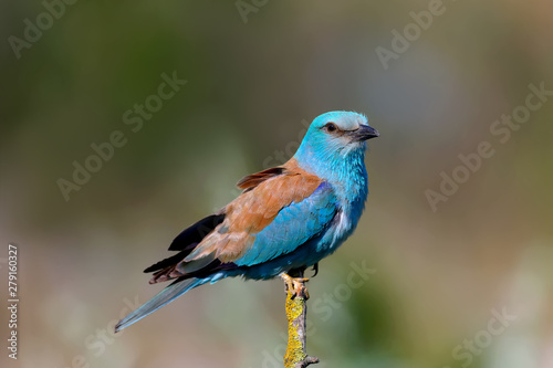 Close-up and vivid photos of the European roller (Coracias garrulus) are sitting on a branch on a beautiful blurred background. Bright colors and detailed pictures © VOLODYMYR KUCHERENKO