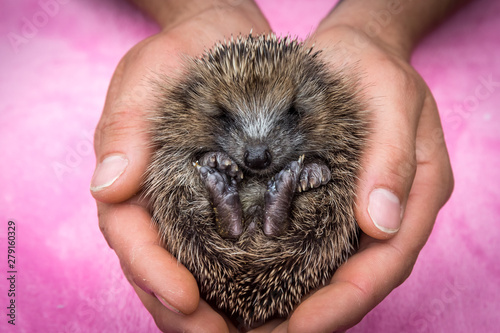 Hoglet, a wild, native baby hedgehog being cupped in human hands.  Facing forward.  Landscape, Horizontal. Space for copy.
