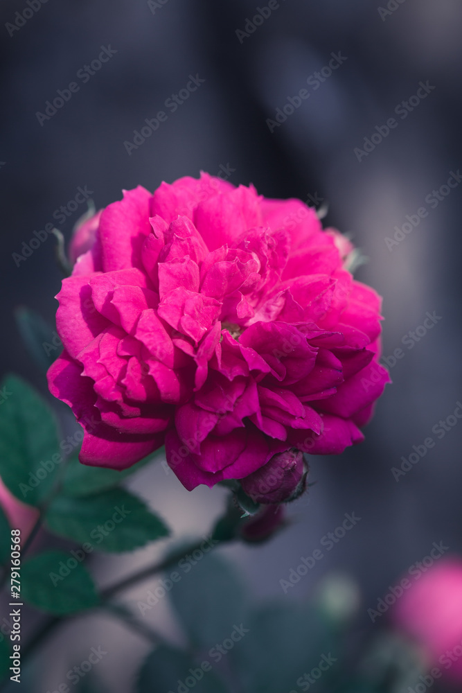 Fototapeta premium Spring outdoor blooming full bloom rose closeup，Rosa cultivars Floribunda