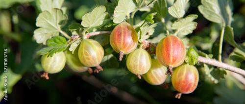 Close up view of the organic gooseberry berry hangs on a branch.