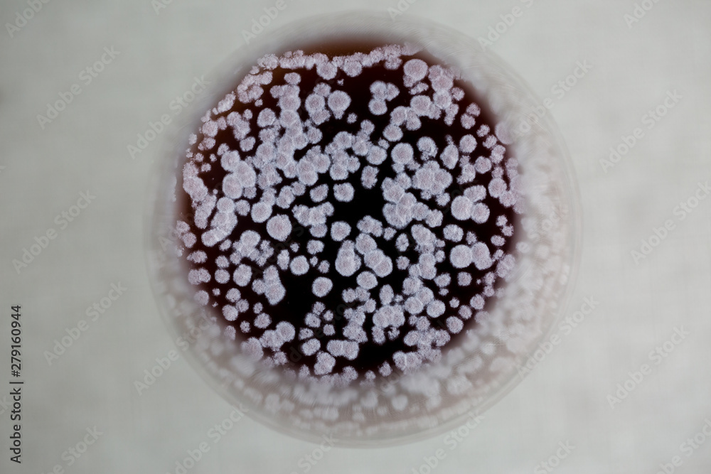 Closeup of moldy red wine in glass