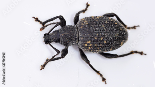 Käfer, Rüsselkäfer, Dickmaulrüssler, Gefurchter Dickmaulrüssler, Otiorhynchus sulcatus, Insekt, Tier, Makro