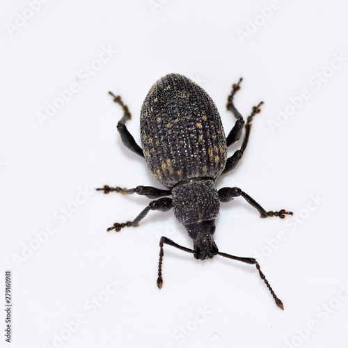 Käfer, Rüsselkäfer, Dickmaulrüssler, Gefurchter Dickmaulrüssler, Otiorhynchus sulcatus, Insekt, Tier, Makro © Claus