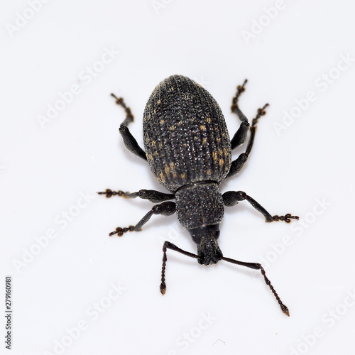 Käfer, Rüsselkäfer, Dickmaulrüssler, Gefurchter Dickmaulrüssler, Otiorhynchus sulcatus, Insekt, Tier, Makro