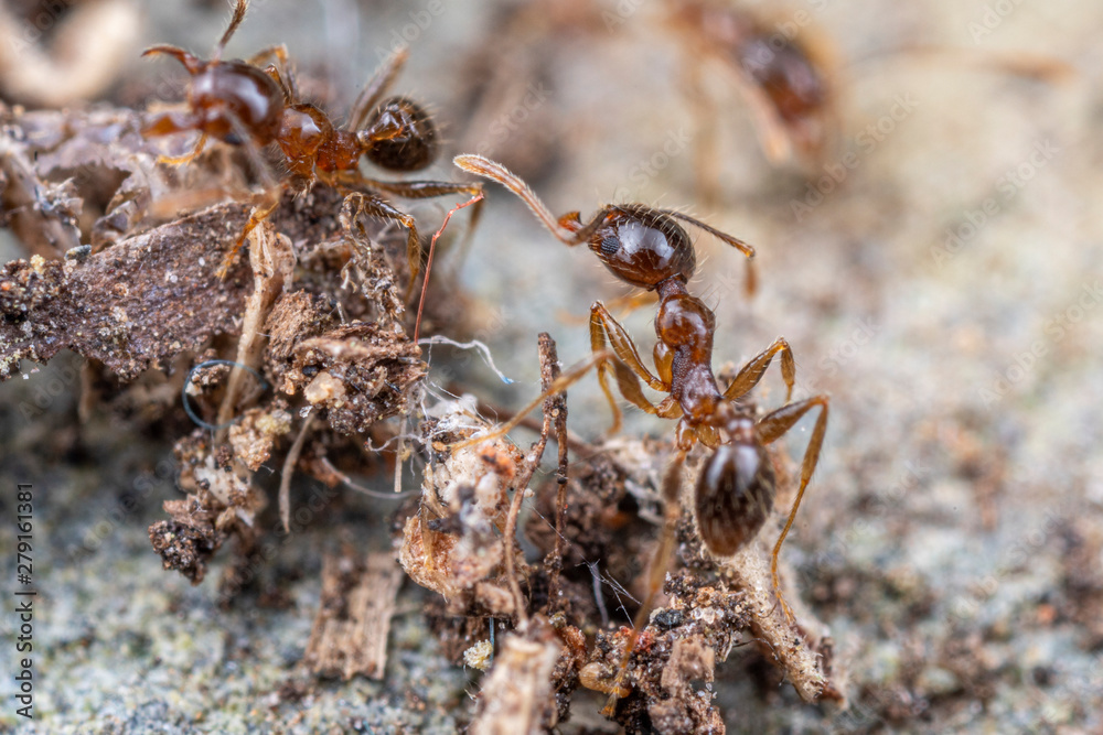 Coastal Brown Ants