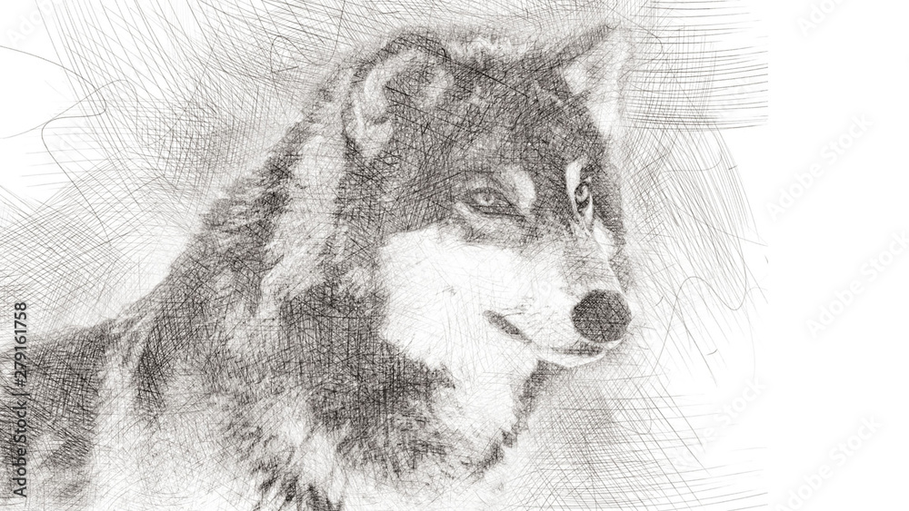 Wolf drawing with a pencil graphite  style - realistic illustration