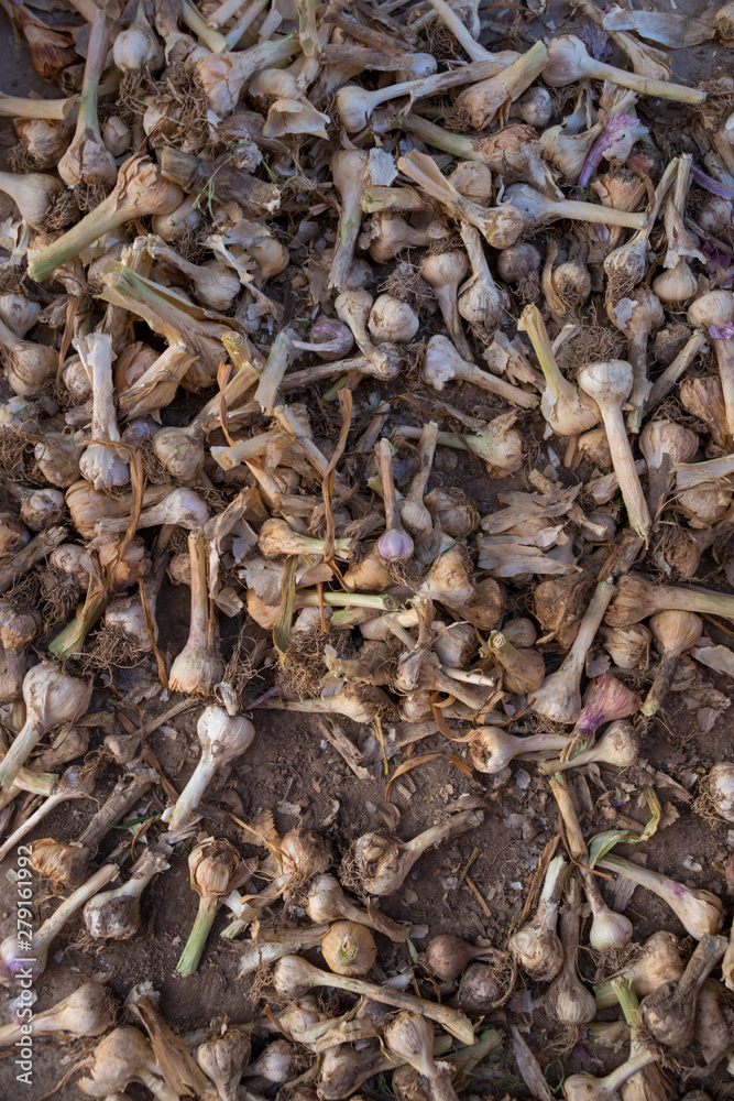 drying garlic in a cool dry place drying garlic in a cool dry place