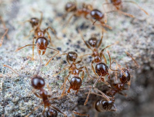 Pheidole megacephala, the invasive coastal brown ant (or, big-headed ant) on a foraging trail