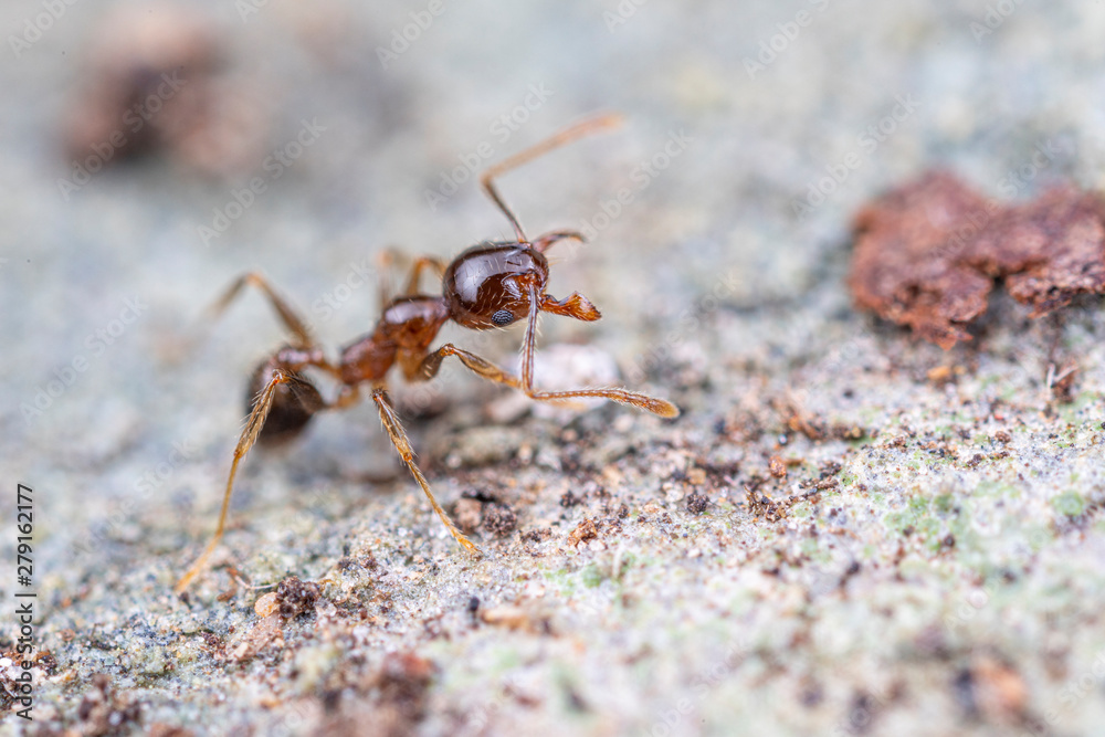 Pheidole megacephala, the invasive coastal brown ant (or, big-headed ant) on a foraging trail