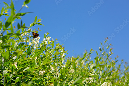 Beautiful butterfly feeding on a white flowers. Macro butterfly against blue sky.