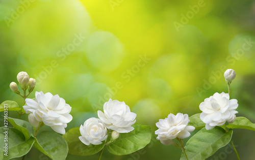 Jasmine flower symbol of Mother's day in thailand