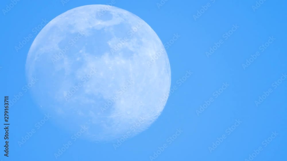 moving big moon singing. birds in the forest moving big moon singing. birds in the forest