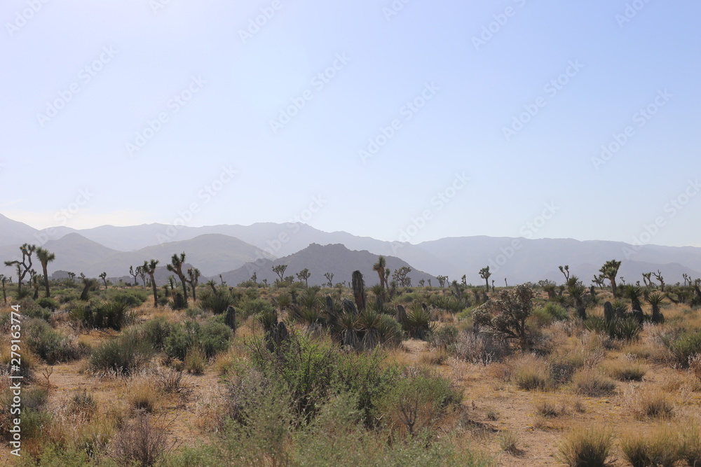 Naklejka premium El cálido desierto llama