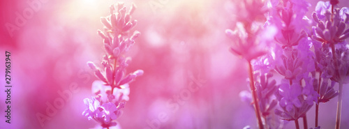 Panorama of lavender field in the morning at sunrise.