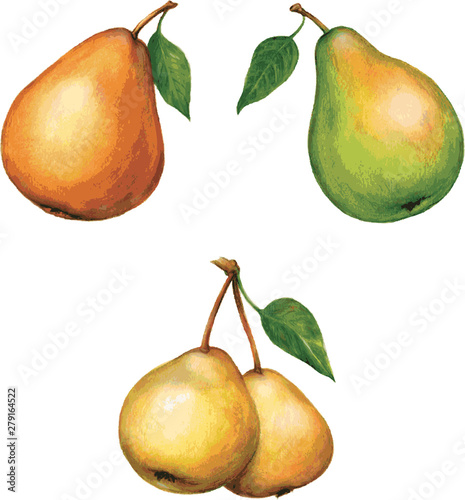 pear, variety of pears, the harvest garden