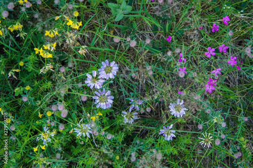 Meadow flowers texture