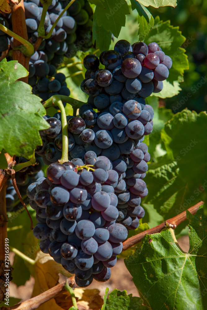 Languedoc France. Vineyard grapes
