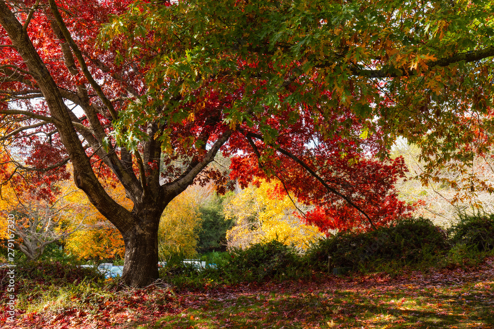 Naklejka premium Green and red coloured tree during autumn.