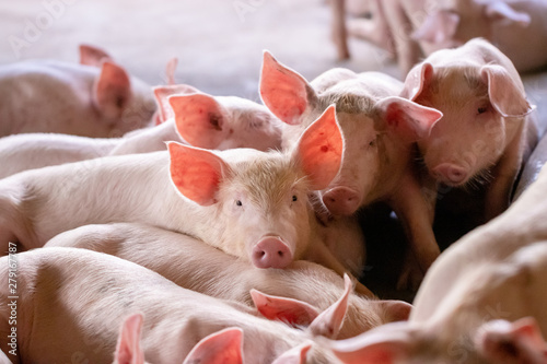 Small piglet in the farm. Group of Pig indoor on a farm yard in Thailand. swine in the stall.