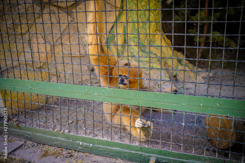 Ekaterinburg zoo monkey