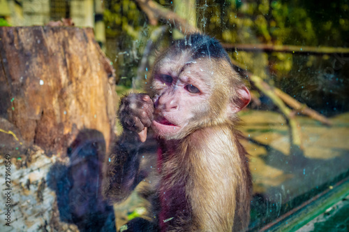 Monkey