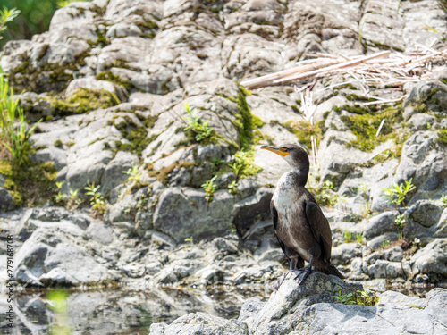 カワウ 野鳥 生物