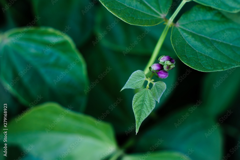 Phaseolus bush with purple flowers. Dark natural background. Agricultural concept, farming season Phaseolus bush with purple flowers. Dark natural background. Agricultural concept, farming season