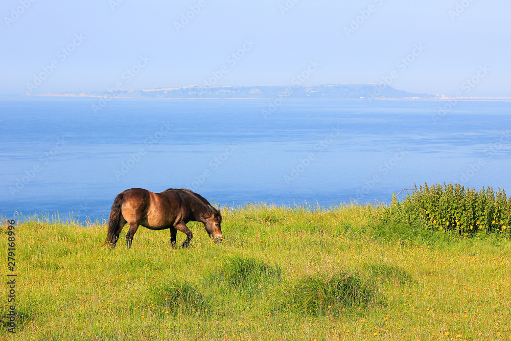 braunes Wildpony an der englischen Küste braunes Wildpony an der englischen Küste