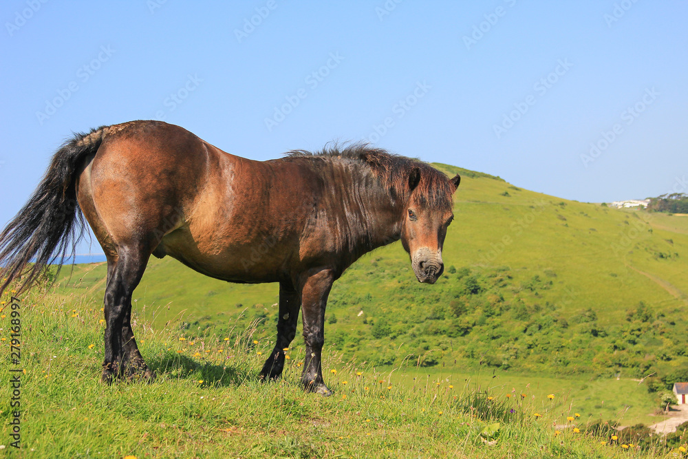 braunes Wildpony an der englischen Küste in hügeliger Landschaft braunes Wildpony an der englischen Küste in hügeliger Landschaft