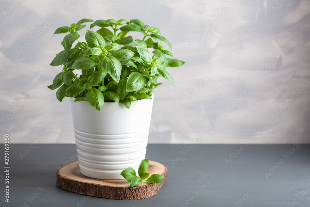 fresh basil herb in flowerpot