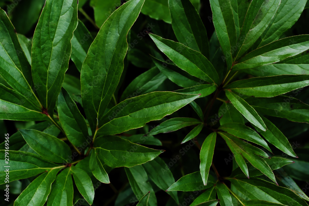 custom made wallpaper toronto digitalDark natural leafy background. Peony foliage, cloudy weather