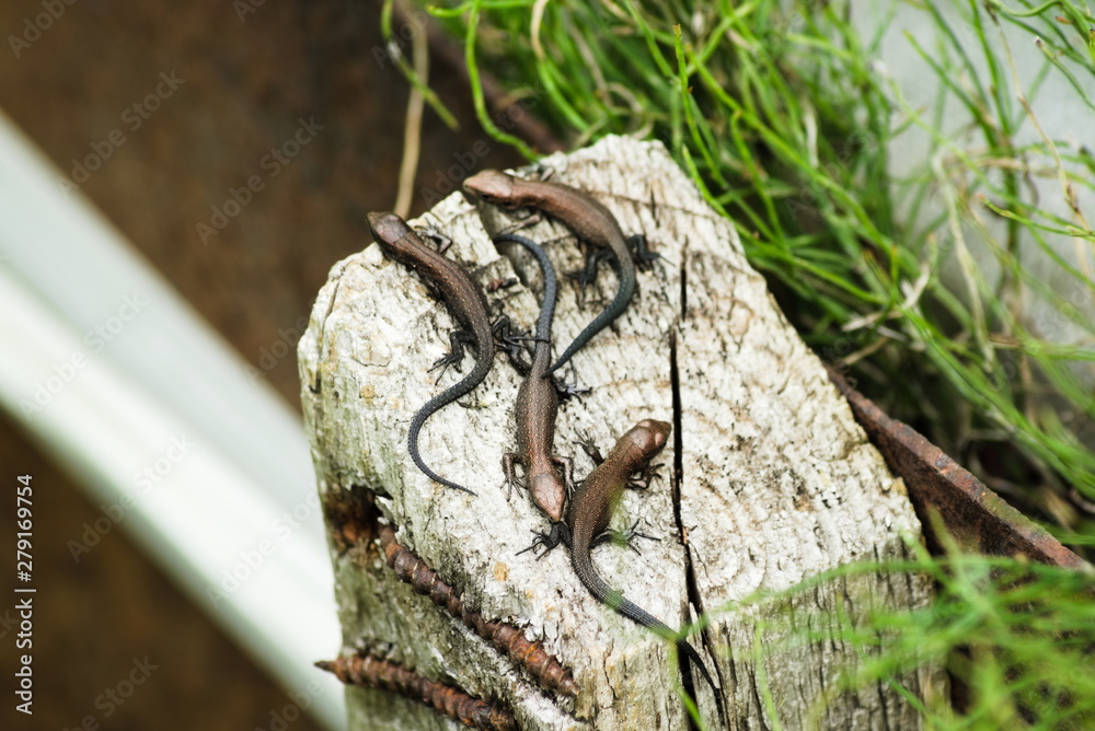 Four cubs of the viviparous lizard on a wooden post. Environment, reptiles