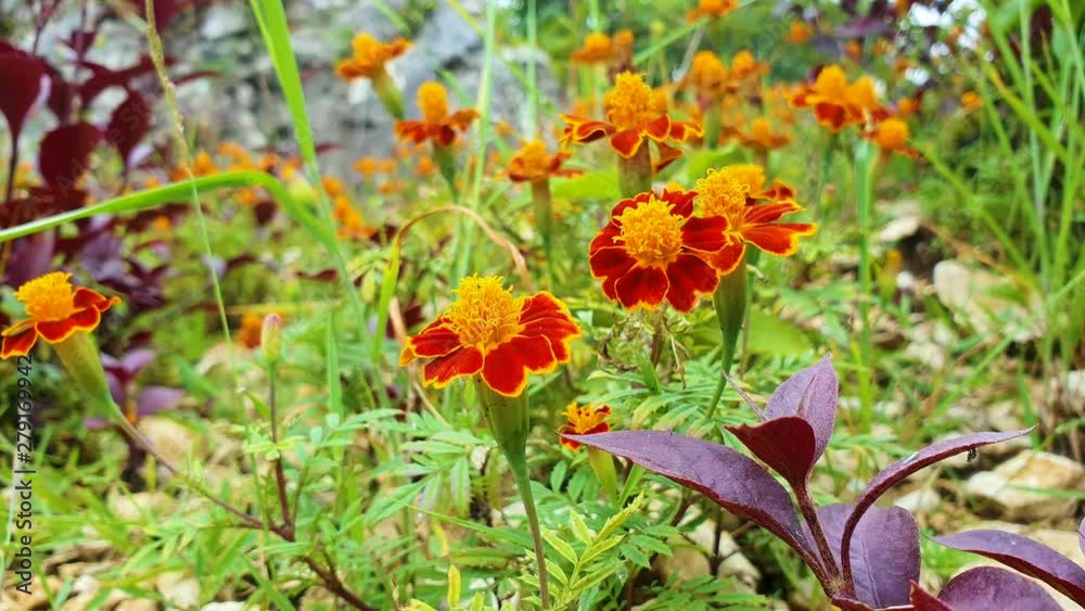 Beautiful flowers on the natural bushes at the park. Shot in 4k resolution Beautiful flowers on the natural bushes at the park. Shot in 4k resolution