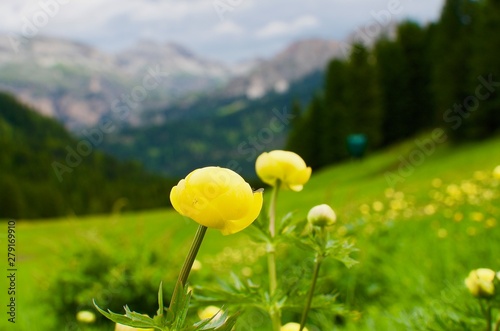 flowers on alpine meadow