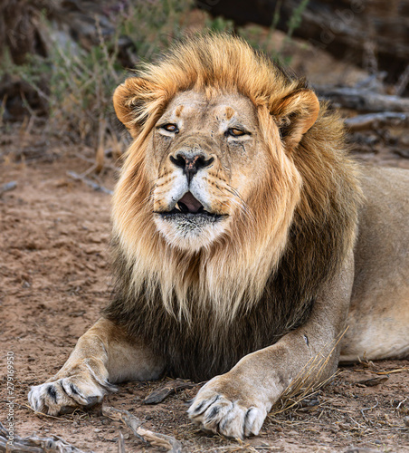 Black maned male lion roaring during the daytime in the Kgalagadi while resting. Panthera leo