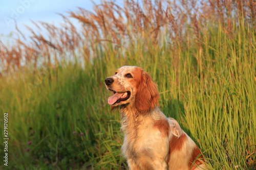 Dog breed Russian hunting spaniel in a summer field among high grass